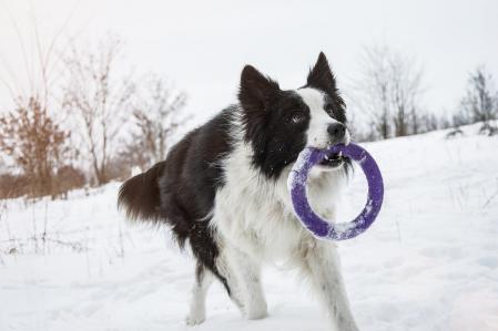Los Border Collie están considerados de las razas más inteligentes