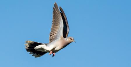 Tórtola europea emprendiendo el vuelo.