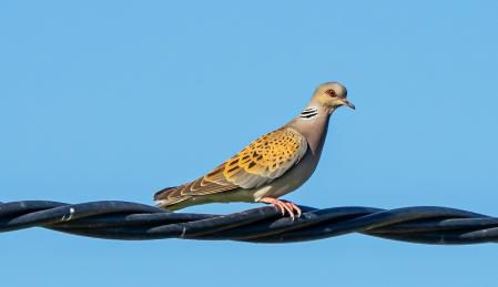 Tórtola europea, también conocida como tórtola euroasiática.