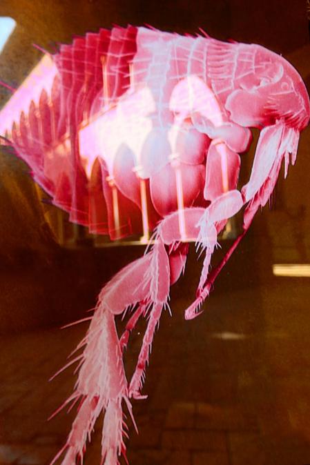 Reflejos de una pulga en el monasterio de Pedralbes.