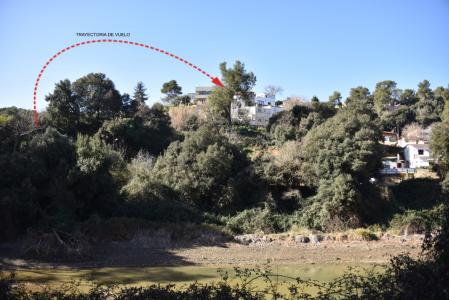Garza en el pantano de Vallvidrera.