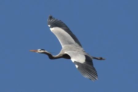 Garza en el pantano de Vallvidrera.