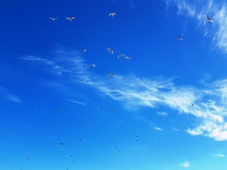 El vuelo de las gaviotas en El Serrallo.
