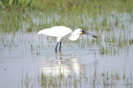 El delta del Llobregat es hábitat y lugar de paso de numerosas aves