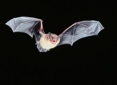 Little Brown Bat in Flight Murciélago