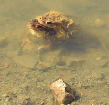 Sapos apareándose en el pantano de Vallvidrera.