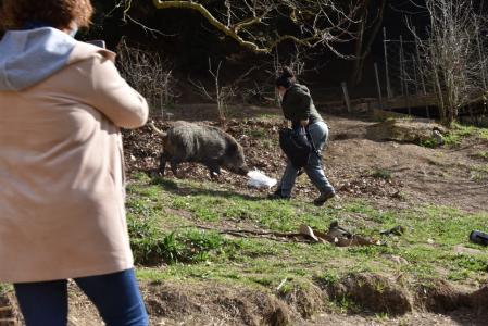 El jabalí ataque y consigue llevarse la bolsa, la mujer lo persigue.