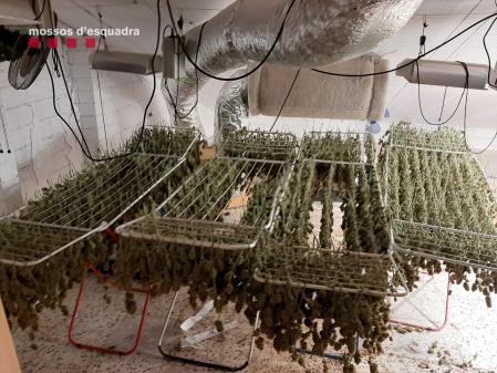 Los Mossos han requisado el material