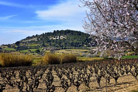 Las flores del almendro invaden por unos días este viñedo al pie de una montaña del Alt Penedès