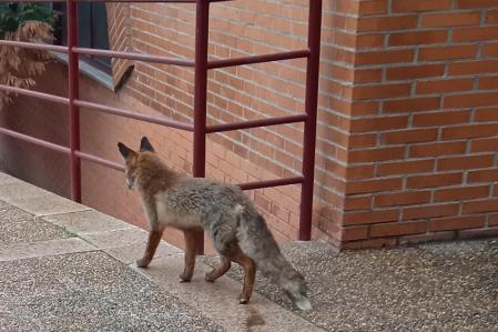 Los usuarios de unas piscinas de Valladolid se encontraron con un socio poco habitual: un zorro.