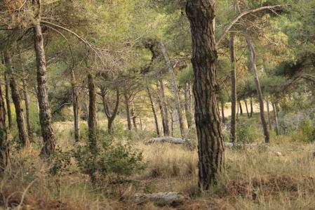 Paisaje de los senderos de Collserola.