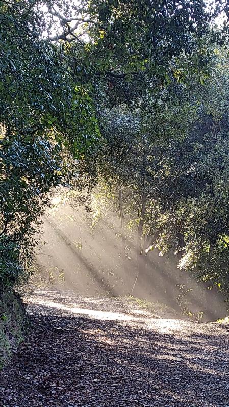 El sol rompiendo la niebla de Collserola.