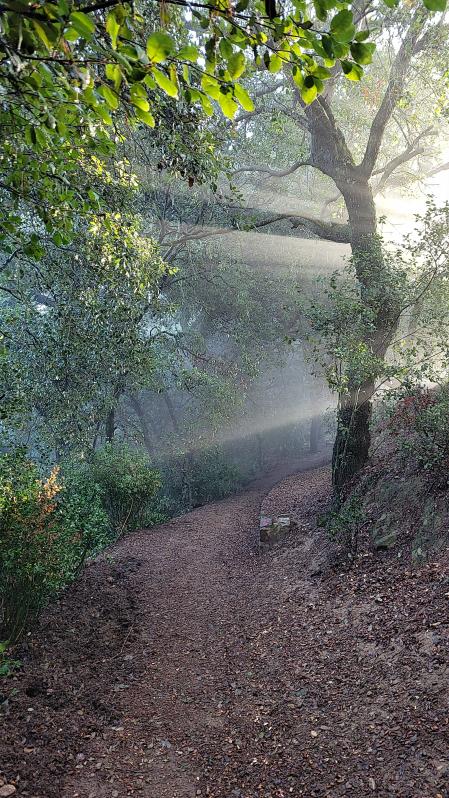 Los rayos de sol atraviesan la niebla y pasan entre las ramas de este árbol.