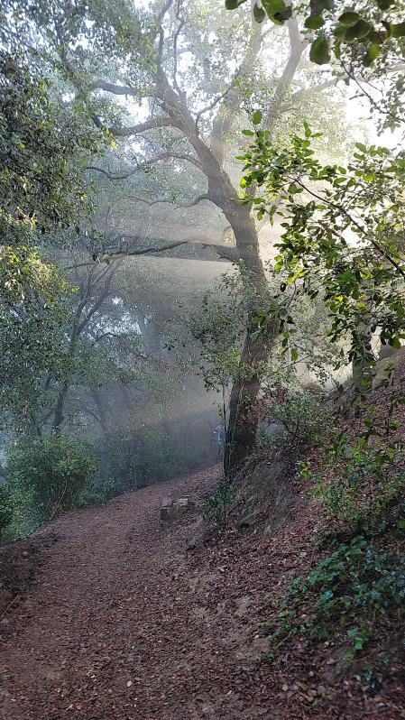 Rayos de sol rompiendo la niebla en Collserola.