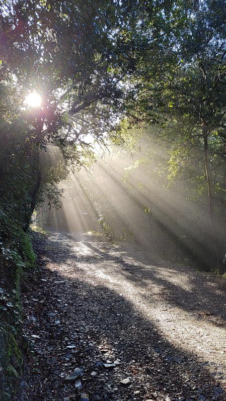 El sol rompiendo la niebla en Collserola.