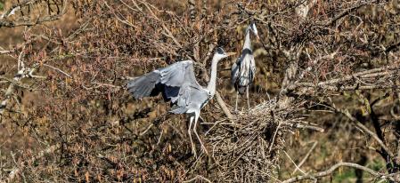 Dos ejemplares de garza real vigilan su nido.