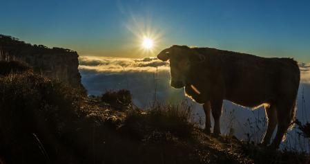 Amanecer de la vaca en Tavertet.