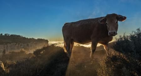 Amanecer de la vaca en Tavertet.