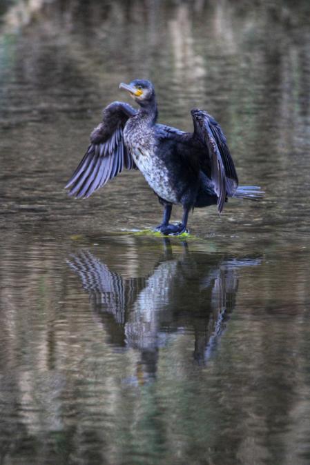 Aves salvajes en el río Besòs.