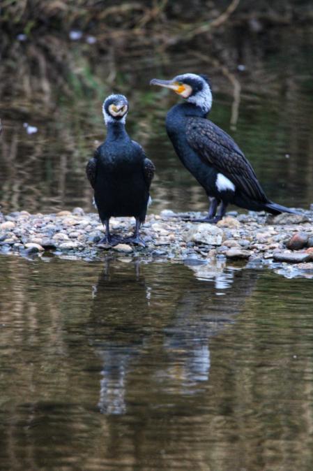 Aves salvajes en el río Besòs.