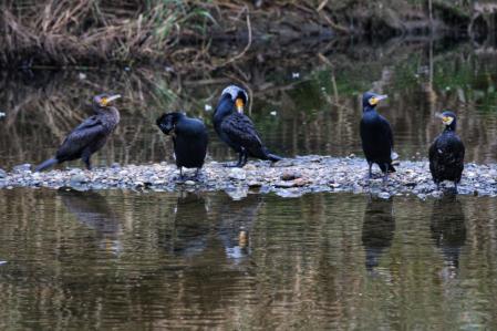 Aves salvajes en el río Besòs.