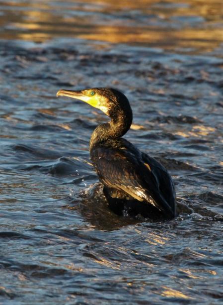 Aves salvajes en el río Besòs.