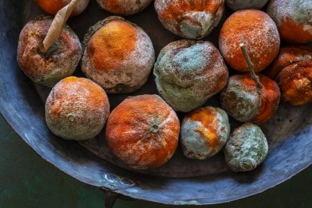 Naranjas con moho en un frutero