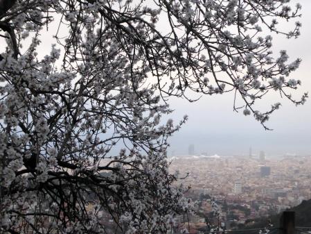 Vistas, tras las flores de un almendro, de Barcelona.