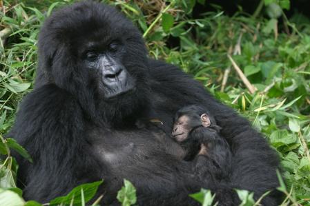Un gorila de montaña (Gorilla beringei beringei) con su cría en el Parque Nacional Virunga (Rwanda).