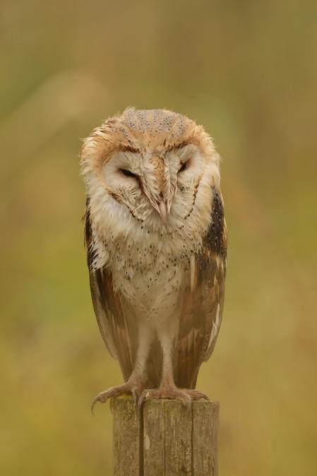 La lechuza, en las marismas del Guadalquivir, en el Parque Natural de Doñana.