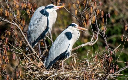 Garza real en Les Masies de Voltregà.
