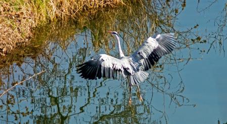 Garza real en Les Masies de Voltregà.