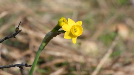 Ejemplar de almesquí.