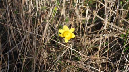 Ejemplar de almesquí.