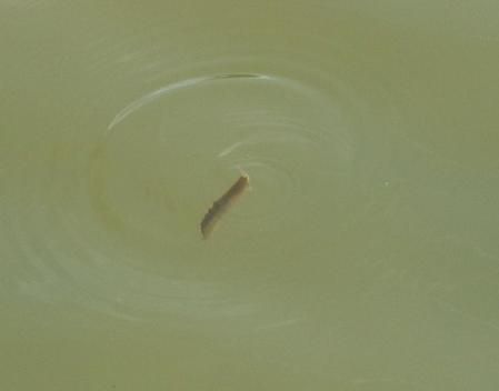 Paramisgurnus dabryanus en el pantano de Vallvidrera.