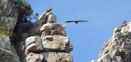 Buitres en el Parque Nacional de Monfragüe.