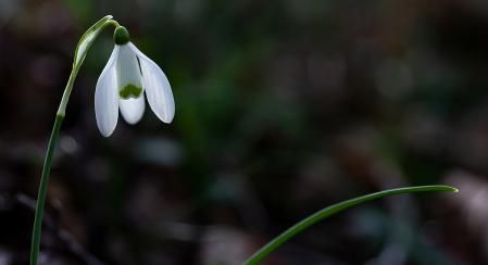 Ejemplar de lirio de nieve.