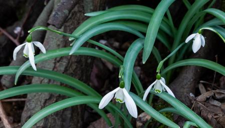 Colonia de campanillas de invierno.