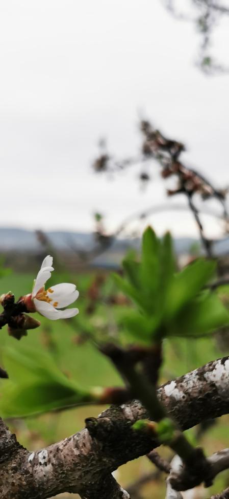 Ejemplar de flor de almendro.