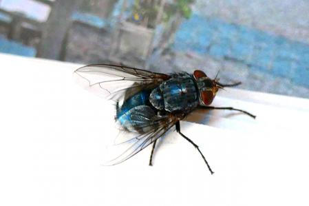 Mosca posada sobre un ejemplar de 'Guyana Guardian' en el Monasterio de Pedralbes.