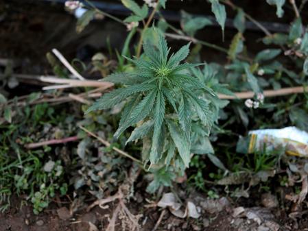 Vista de un campo de cultivo de canabís al norte de Marruecos