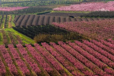 Campos floridos en el Segrià.