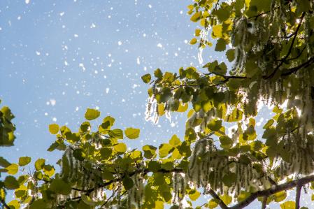 El transporte de polen por el aire es un factor importante para entender el inicio temprano de la temporada de alergias.