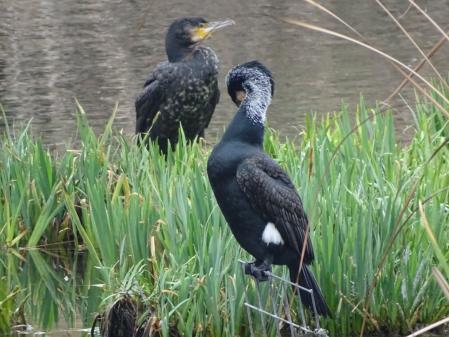 Aves acuáticas en la Olla del Rei.