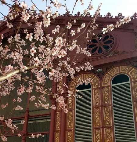 Vistas, tras las flores de un almendro, del Mercat de Sant Antoni.