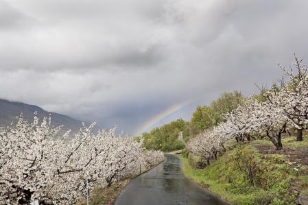 Cerezos en el valle del Jerte