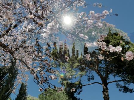 Ciprés en el monasterio de Pedralbes.