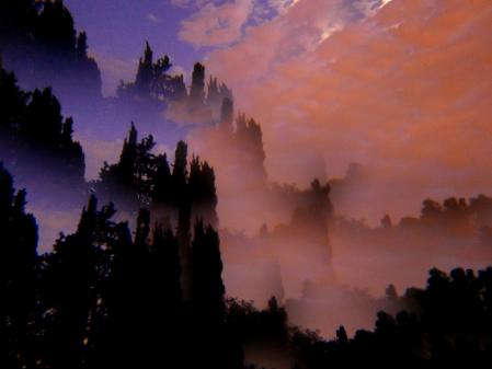 Ciprés en el monasterio de Pedralbes.