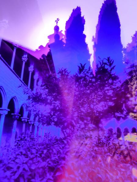 Ciprés en el monasterio de Pedralbes.