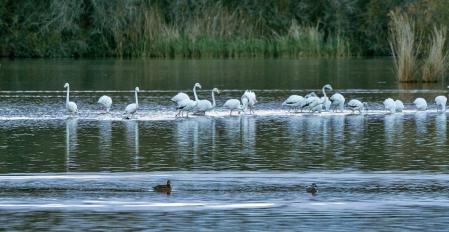 Aiguamolls de l'Empordà.